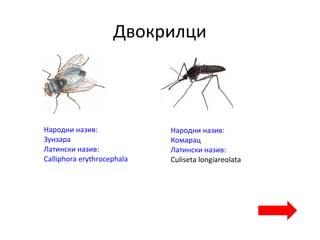Двокрилци
Народни назив:
Зунзара
Латински назив:
Calliphora erythrocephala
Народни назив:
Комарац
Латински назив:
Culiseta longiareolata
 