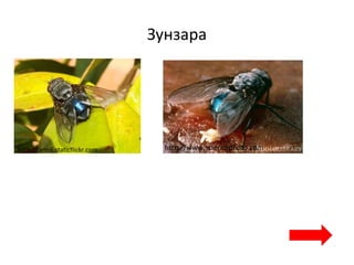 Зунзара
http://www.sciencephoto.comhttp://farm6.staticflickr.com
 