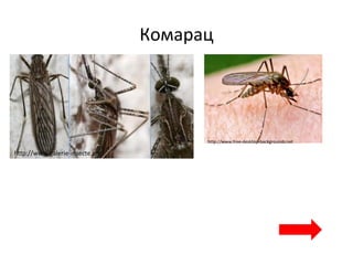 Комарац
http://www.galerie-insecte.org
http://www.free-desktop-backgrounds.net
 
