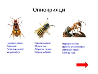 Опнокрилци
Народни назив:
Стршљен
Латински назив:
Vespa crabro
Народни назив:
Обична оса
Латински назив:
Vespula vulgaris
Народни назив:
Црвени шумски мрав
Латински назив:
Formica rufa
 