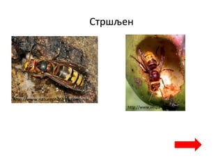 Стршљен
http://www.vespa-crabro.de
http://www.naturephoto-cz.com
 