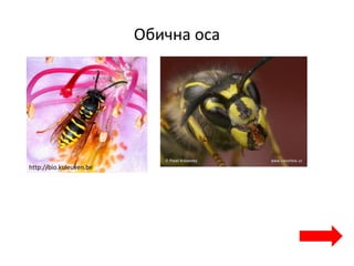 Обична оса
http://bio.kuleuven.be
 