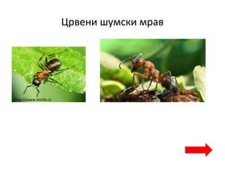 Црвени шумски мрав
http://www.biolib.cz http://upload.wikimedia.org
 