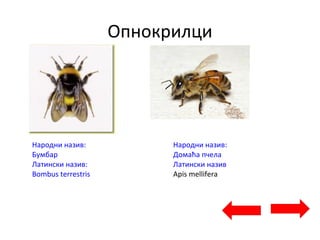 Опнокрилци
Народни назив:
Бумбар
Латински назив:
Bombus terrestris
Народни назив:
Домаћа пчела
Латински назив
Apis mellifera
 