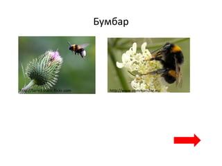 Бумбар
http://farm3.static.flickr.com http://www.commanster.eu
 