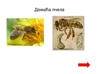 Домаћа пчела
http://dobric.co.rs
http://2.bp.blogspot.com
 
