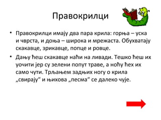 Правокрилци
• Правокрилци имају два пара крила: горња – уска
и чврста, и доња – широка и мрежаста. Обухватају
скакавце, зрикавце, попце и ровце.
• Дању ћеш скакавце наћи на ливади. Тешко ћеш их
уочити јер су зелени попут траве, а ноћу ћех их
само чути. Трљањем задњих ногу о крила
„свирају“ и њихова „песма“ се далеко чује.
 