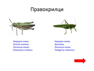 Правокрилци
Народни назив:
Зелени скаквац
Латински назив:
Omocestus viridulus
Народни назив:
Зрикавац
Латински назив:
Tettigonia virdissima
 
