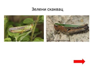 Зелени скаквац
http://farm4.static.flickr.com http://cdn.c.photoshelter.com
 