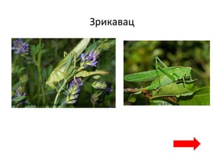 Зрикавац
http://www.david.element.ukgateway.net http://www.naturefg.com
 