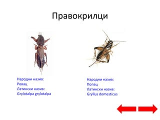 Правокрилци
Народни назив:
Ровац
Латински назив:
Grylotalpa grylotalpa
Народни назив:
Попац
Латински назив:
Gryllus domesticus
 