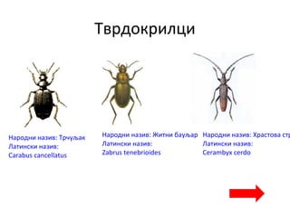 Тврдокрилци
Народни назив: Трчуљак
Латински назив:
Carabus cancellatus
Народни назив: Житни бауљар
Латински назив:
Zabrus tenebrioides
Народни назив: Храстова стр
Латински назив:
Cerambyx cerdo
 