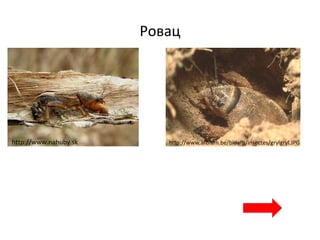 Ровац
http://www.nahuby.sk http://www.afblum.be/bioafb/insectes/grylgryl.JPG
 