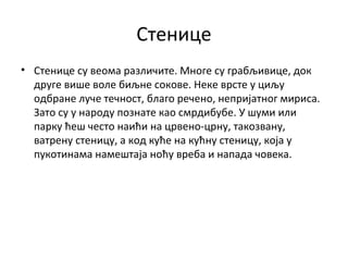 Стенице
• Стенице су веома различите. Многе су грабљивице, док
друге више воле биљне сокове. Неке врсте у циљу
одбране луче течност, благо речено, непријатног мириса.
Зато су у народу познате као смрдибубе. У шуми или
парку ћеш често наићи на црвено-црну, такозвану,
ватрену стеницу, а код куће на кућну стеницу, која у
пукотинама намештаја ноћу вреба и напада човека.
 