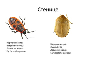Стенице
Народни назив:
Ватрена стеница
Латински назив:
Pyrrhocoris apterus
Народни назив:
Смрдибуба
Латински назив:
Eurygaster austriacus
 