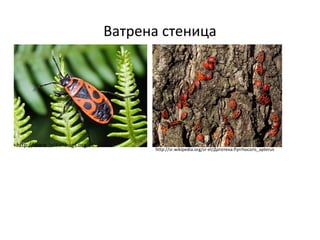 Ватрена стеница
http://www.britishbugs.org.uk
http://sr.wikipedia.org/sr-el/Датотека:Pyrrhocoris_apterus
 