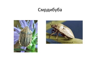 Смрдибуба
http://www.alfachem.com.ua
http://www.bayercropscience.pt
 