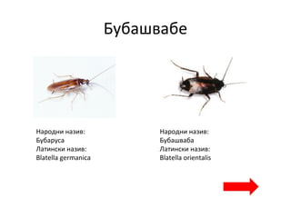 Бубашвабе
Народни назив:
Бубаруса
Латински назив:
Blatella germanica
Народни назив:
Бубашваба
Латински назив:
Blatella orientalis
 