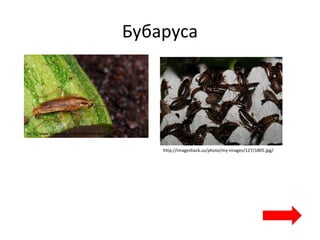 Бубаруса
http://www.biopix.es/photos/blattella-germanica-00017.jpg
http://imageshack.us/photo/my-images/127/18ll5.jpg/
 