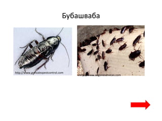 Бубашваба
http://www.gonzalezpestcontrol.com
http://www.allgoneservices.com
 