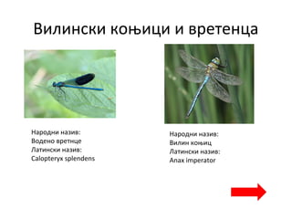 Вилински коњици и вретенца
Народни назив:
Водено вретнце
Латински назив:
Calopteryx splendens
Народни назив:
Вилин коњиц
Латински назив:
Anax imperator
 