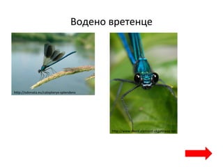 Водено вретенце
http://odonata.eu/calopteryx-splendens
http://www.david.element.ukgateway.net
 
