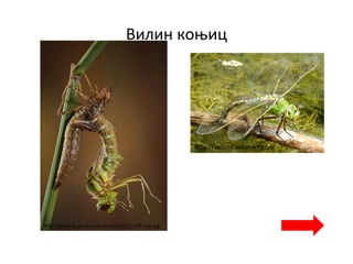 Вилин коњиц
http://gallery.photo.net/photo/6022129-md.jpg
http://upload.wikimedia.org
 