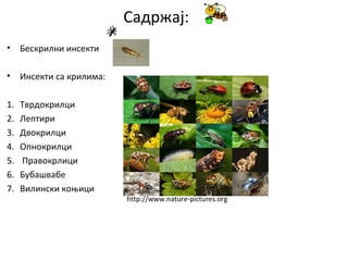Садржај:
• Бескрилни инсекти
• Инсекти са крилима:
1. Тврдокрилци
2. Лептири
3. Двокрилци
4. Опнокрилци
5. Правокрлици
6. Бубашвабе
7. Вилински коњици
http://www.nature-pictures.org
 