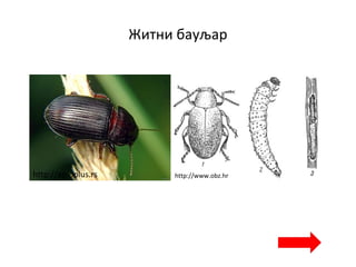 Житни бауљар
http://agroplus.rs http://www.obz.hr
 