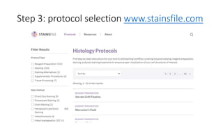 Step 3: protocol selection www.stainsfile.com
 