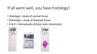 If all went well, you have histology!
• Histology = study of normal tissue
• Pathology = study of diseased tissue
• H & E = Hematoxylin & Eosin stain (chemicals)
 