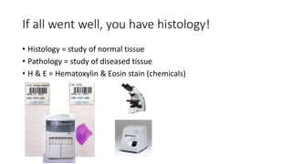If all went well, you have histology!
• Histology = study of normal tissue
• Pathology = study of diseased tissue
• H & E = Hematoxylin & Eosin stain (chemicals)
 