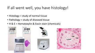 If all went well, you have histology!
• Histology = study of normal tissue
• Pathology = study of diseased tissue
• H & E = Hematoxylin & Eosin stain (chemicals)
 
