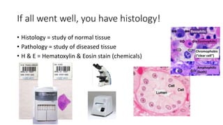 If all went well, you have histology!
• Histology = study of normal tissue
• Pathology = study of diseased tissue
• H & E = Hematoxylin & Eosin stain (chemicals)
 