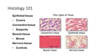 Histology 101
 