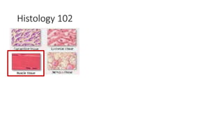 Histology 102
 