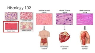 Histology 102
 