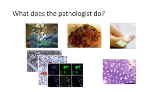 What does the pathologist do?
 