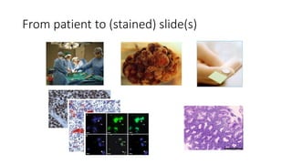 From patient to (stained) slide(s)
 