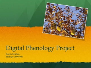Digital Phenology Project
Kayla Mullen
Biology 3000-001
 