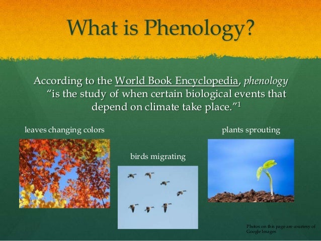 Plant Phenology Chart