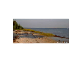 L inda  S .  H unter 