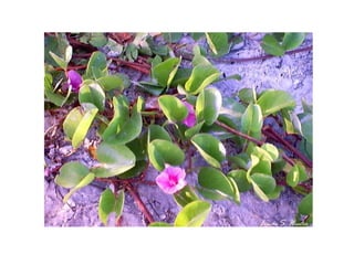 L inda  S .  H unter 