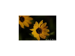 L inda  S .  H unter 