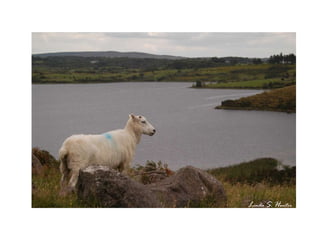 L inda  S .  H unter 