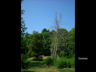 Contrast 