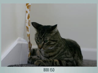 800 ISO
 