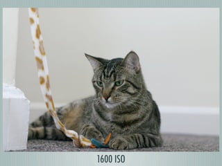 1600 ISO
 