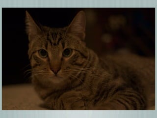 Digital Photography basics