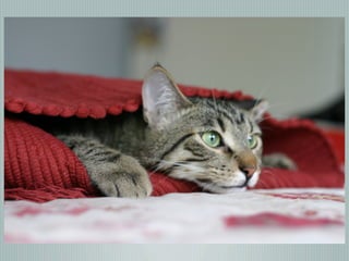 Digital Photography basics